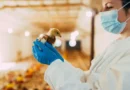 Cientistas alertam: gripe aviária pode ser a próxima pandemia